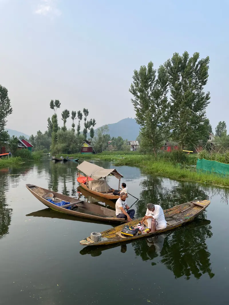 Traditional wooden shikaras moored among the reeds on Dal Lake