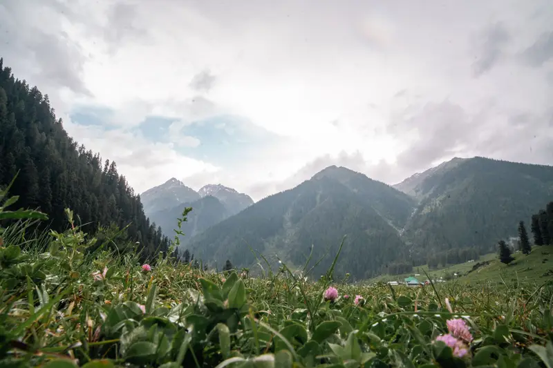 Wildflowers on a green meadow below forested mountains near Pahalgam