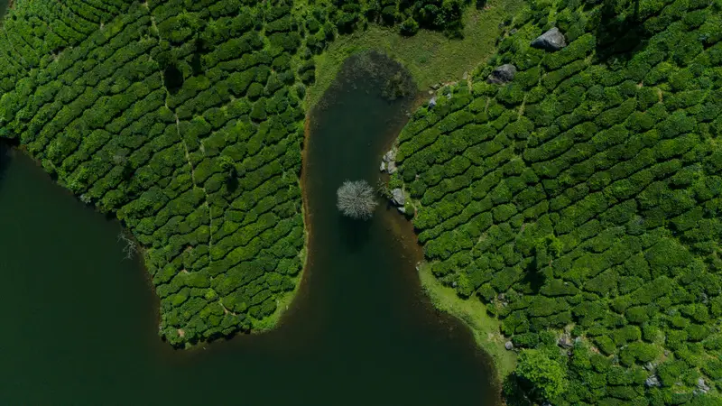 Aerial view of green tea plantations around a reservoir in Munnar, Kerala