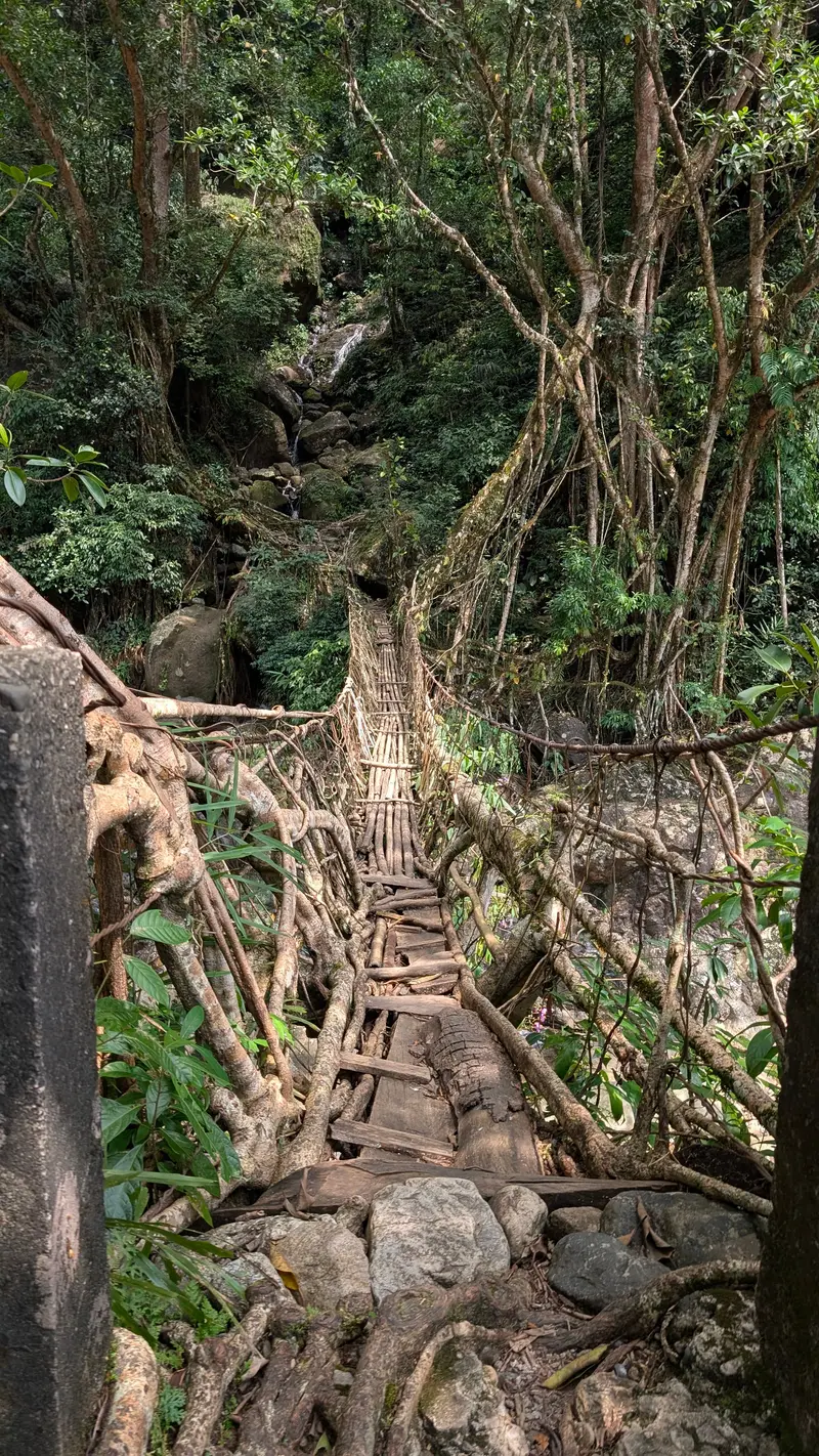 A living root bridge in the forest, Meghalaya, North-East India