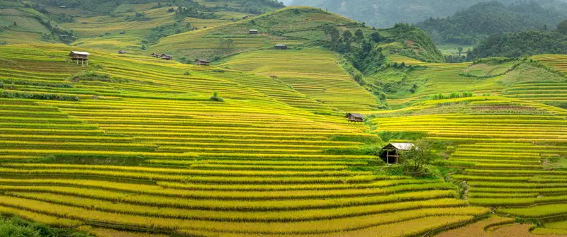 Golden terraced rice fields and wooden houses in the hills of northern Vietnam (listed on Pexels as Sapa)